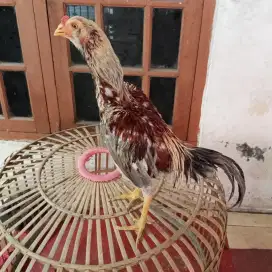 Ayam bangkok x pamangon bahan