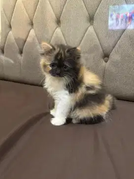 Kucing BSH mix persia betina calico kitten