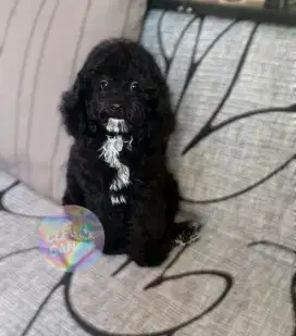 Black tuxedo toy poodle