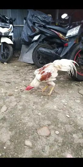 Ayam Bangkok plucker phakoy