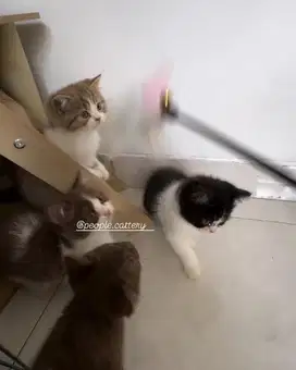 Kucing British Short Hair BSH