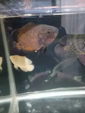 Ikan oscar angkut semua bangg