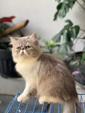 Kucing peaknose kitten