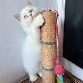 Anakan Kucing Persia Himalaya