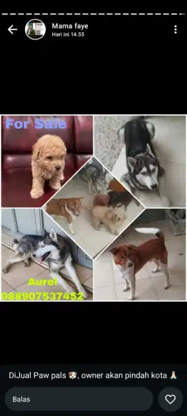 Adopsi anjing ! Pudel, Corgi , Husky sold out!