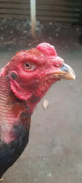 Ayam Pakhoy super teknik