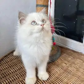 Kucing Persia Himalaya Betina