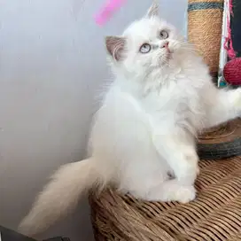 Kitten Persia Himalaya Betina