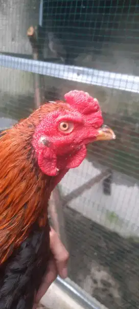 Ayam Pakhoy brutal semi brakot