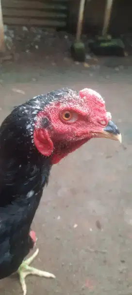Ayam Pakhoy janggaran