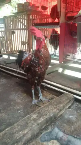 Pacek pelung jumbo
