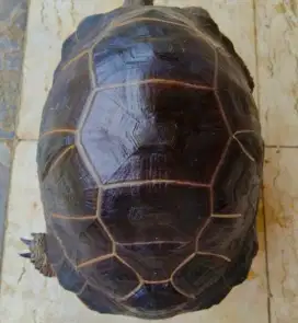 Aldabra satu di dunia