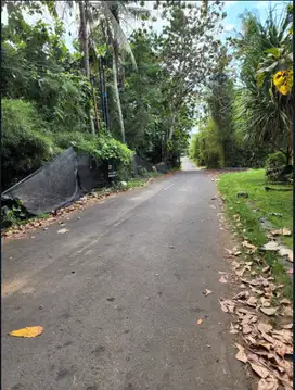 Disewakan tanah murah 4 hektar di Gianyar