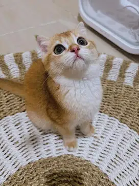 scottish Fold Golden Ny12 ( Fav Color ) Jantan