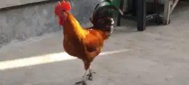Ayam pejantan KUB