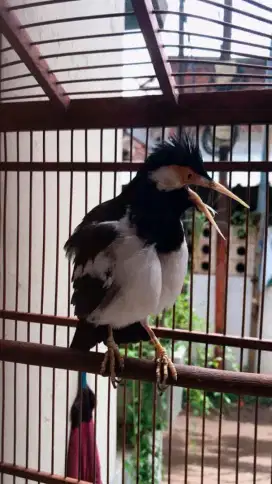 Jalak suren jawa gacor