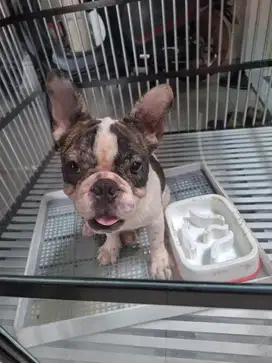Jual french buldog