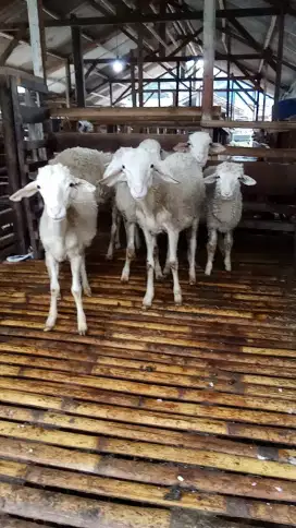 Domba jantan 7 ekor