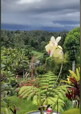 Jual Resto villa pupuan tabanan