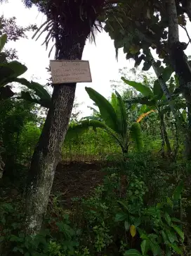 JUAL TANAH 1100 MTR persegi 300 juta