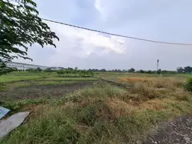 Dijual tanah 5 ha driyorejo cocok buat pabrik