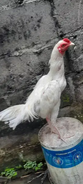 Ayam putih polos tembus cucuk kaki