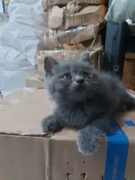 Kitten BSH / btitish shot hair