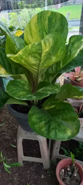Anthurium Jemani Mangkok Varigata