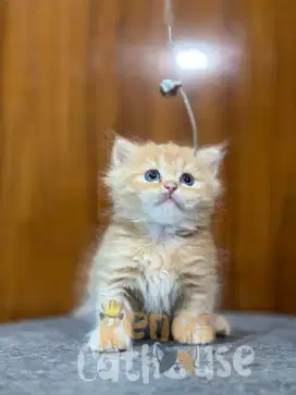 KITTEN MUNCHKIN