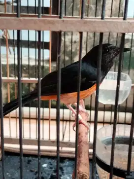 murai betina siap ternak