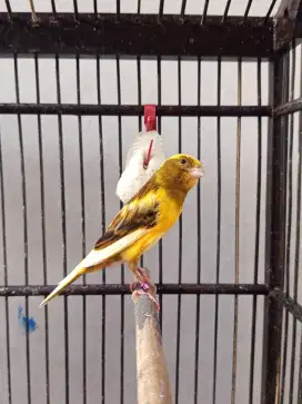 Kenari Betina Bon kuning Simetris