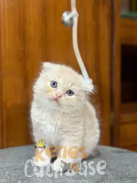 KITTEN MUNCHKIN