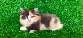 Kucing big bone
