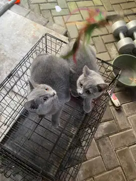 Kitten bsh pure 4 bulan jantan