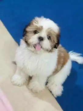 JUAL ANJING SHIHTZU