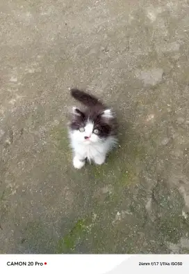 Kitten Flatnose longhair