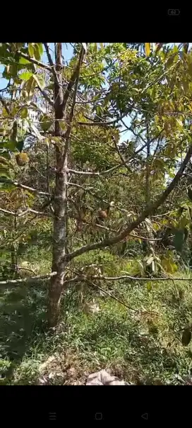 JUAL TANAH DI BANJARHARJO KALIBAWANG KULONPROGO KEBUN DURIAN
