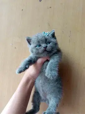 British shorthair
