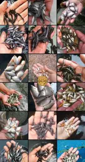 Bibit ikan nila patin baung lele gurame gabus emas
