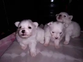Anak Anjing Minipom Putih