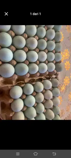 Telur Bebek Ternak Rumahan