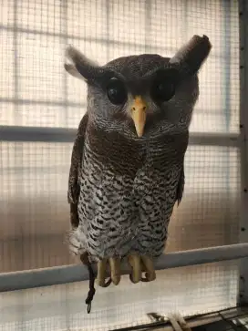 Burung Bubu Sumatranus