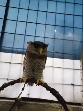 Burung Bubu Sumatranus