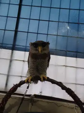 Burung Bubu Sumatranus
