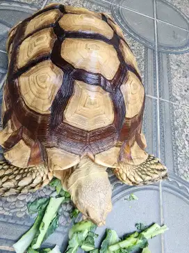 Sulcata Tortoise Kura-Kura 50 cm 47 cm