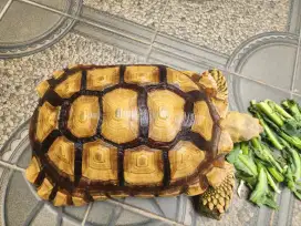 Sulcata Tortoise Kura-Kura 50 cm 47 cm