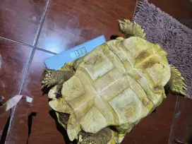 Sulcata Tortoise Kura-Kura 50 cm 47 cm