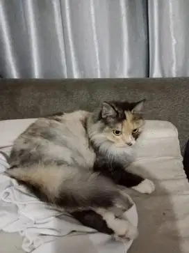 OPEN ADOPSI PERSIA CALICO