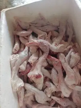 kepala bebek besar- besar