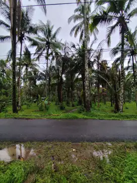 DI JUAL KEBUN 3 ha  HARGA 150RIBU/METER SHM